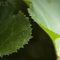 Giant Butterbur